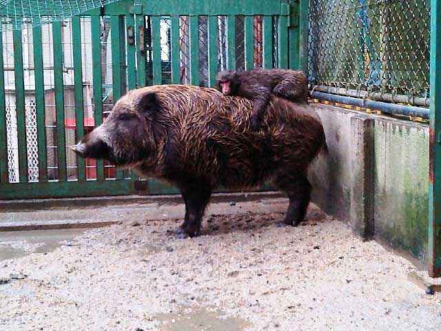 福知山市動物園 ー 季節の植物が見事な三段池公園内にあり 約70種の動物がいる 営業時間 場所 地図等の情報 まっぷるトラベルガイド