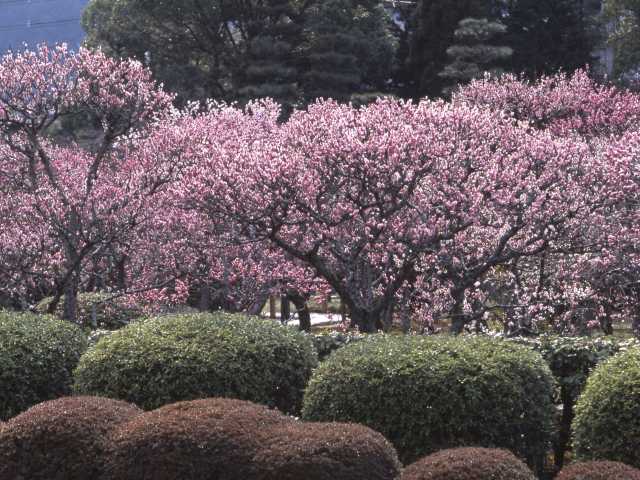 随心院の梅の営業時間 場所 地図等の情報 まっぷるトラベルガイド