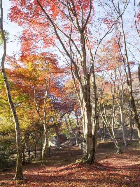 笠置山の紅葉 1枚目の画像 まっぷるトラベルガイド