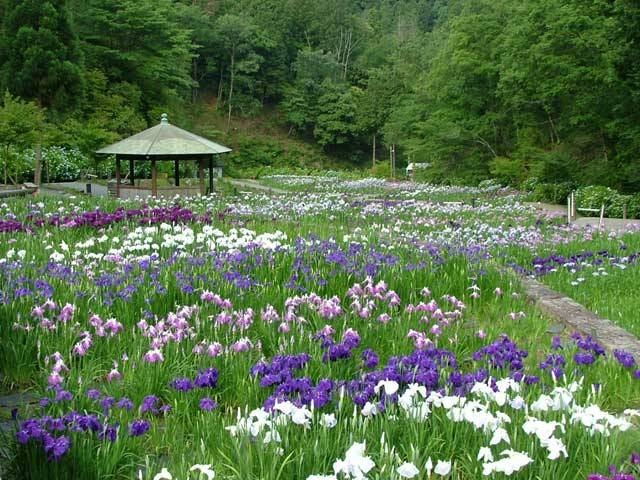 神戸 姫路 淡路島で必ず行きたい ガイド編集部おすすめのその他花の名所スポット まっぷるトラベルガイド