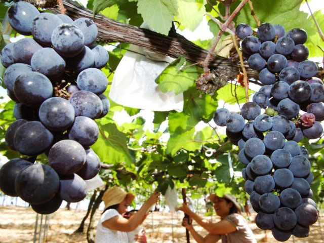 みとろ観光果樹園 ー ぶどうや柿など さまざまな収穫体験が楽しみながらできる 営業時間 場所 地図等の情報 まっぷるトラベルガイド