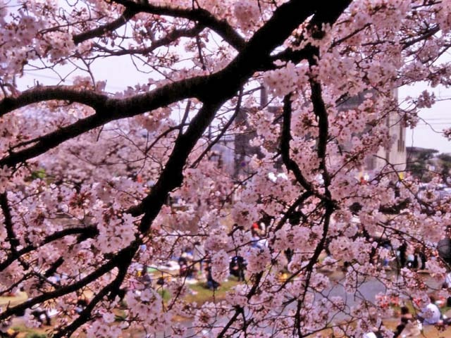 芦屋川の営業時間 場所 地図等の情報 まっぷるトラベルガイド