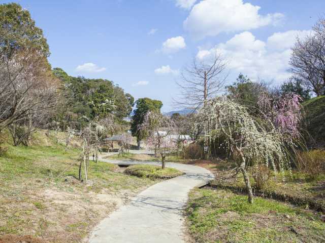 神戸 姫路 淡路島で必ず行きたい ガイド編集部おすすめの梅の名所スポット まっぷるトラベルガイド