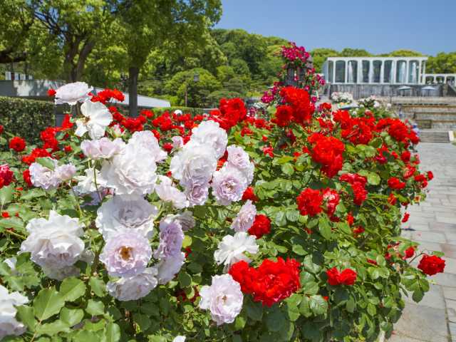 神戸で必ず行きたい ガイド編集部おすすめのその他花の名所スポット まっぷるトラベルガイド