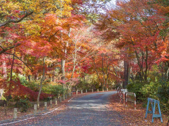 神戸 阪神で必ず行きたい ガイド編集部おすすめの紅葉 新緑の名所スポット まっぷるトラベルガイド