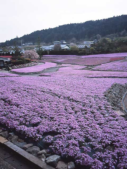 三田 神戸北で必ず行きたい ガイド編集部おすすめのその他花の名所スポット まっぷるトラベルガイド