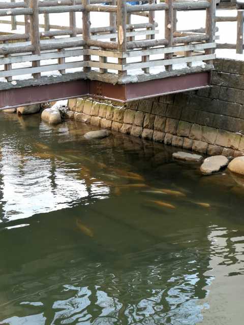 鴨々川の鯉の営業時間 場所 地図等の情報 まっぷるトラベルガイド