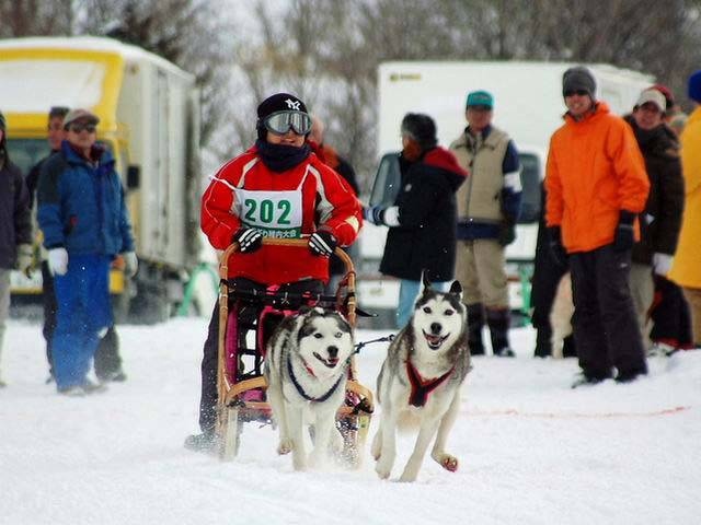 Japan Cup 全国犬ぞり稚内大会の営業時間 場所 地図等の情報 まっぷるトラベルガイド