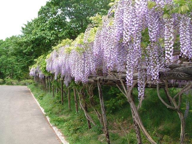 まるせっぷ藤園の営業時間 場所 地図等の情報 まっぷるトラベルガイド