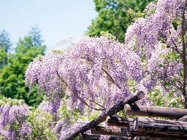 まるせっぷ藤園の営業時間 場所 地図等の情報 まっぷるトラベルガイド