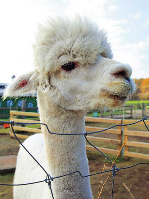 えこりん村の営業時間 場所 地図等の情報 まっぷるトラベルガイド