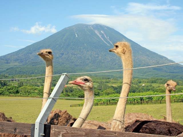 第2有島ダチョウ牧場の営業時間 場所 地図等の情報 まっぷるトラベルガイド