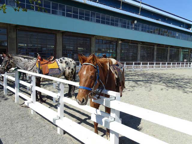 帯広競馬場 ふれあい動物園の営業時間 場所 地図等の情報 まっぷるトラベルガイド