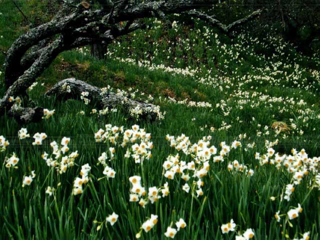 首都圏で必ず行きたい ガイド編集部おすすめのその他花の名所スポット まっぷるトラベルガイド 首都圏で必ず行きたい ガイド編集部おすすめのその他花の名所スポット まっぷるトラベルガイド