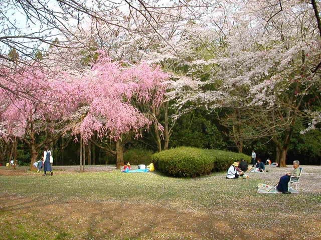 泉自然公園の桜の営業時間 場所 地図等の情報 まっぷるトラベルガイド