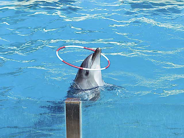 太地くじら浜公園の営業時間 場所 地図等の情報 まっぷるトラベルガイド