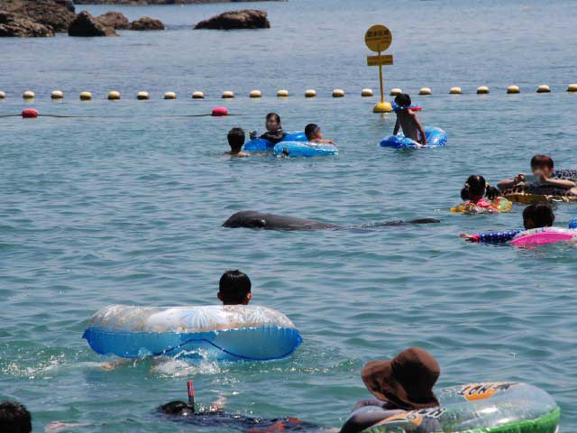 串本 那智勝浦で必ず行きたい ガイド編集部おすすめの海水浴 湖水浴スポット まっぷるトラベルガイド