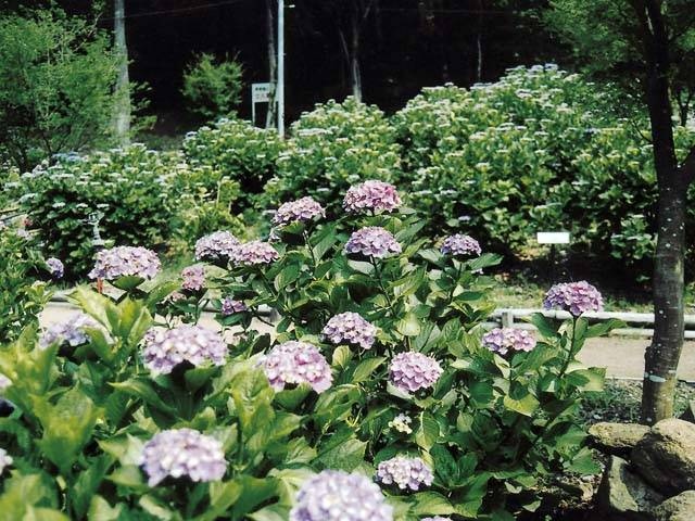 和歌山 高野で必ず行きたい ガイド編集部おすすめの植物園スポット まっぷるトラベルガイド