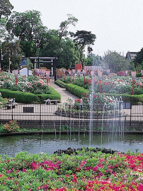 東松山 比企丘陵で必ず行きたい ガイド編集部おすすめのその他花の名所スポット まっぷるトラベルガイド