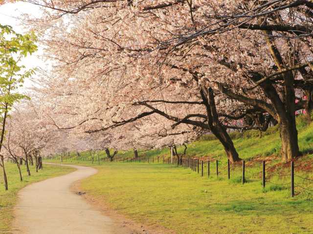 春日部 東武動物公園で必ず行きたい ガイド編集部おすすめの桜の名所スポット まっぷるトラベルガイド
