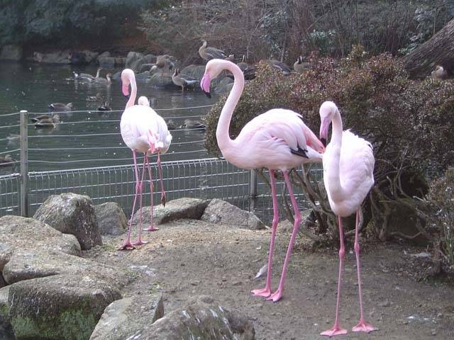 狭山市立智光山公園こども動物園の営業時間 場所 地図等の情報 まっぷるトラベルガイド