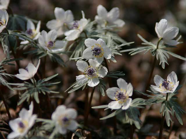 首都圏で必ず行きたい ガイド編集部おすすめのその他花の名所スポット まっぷるトラベルガイド 首都圏で必ず行きたい ガイド編集部おすすめのその他花の名所スポット まっぷるトラベルガイド