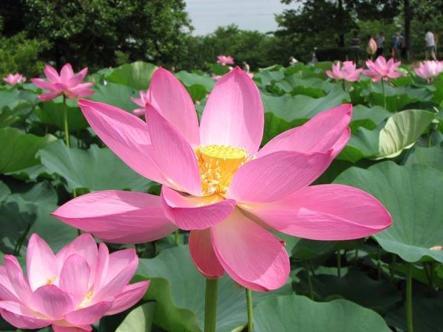 熊谷 行田で必ず行きたい ガイド編集部おすすめのその他花の名所スポット まっぷるトラベルガイド