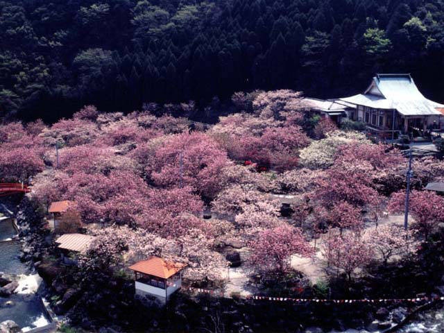 一心寺の桜の営業時間 場所 地図等の情報 まっぷるトラベルガイド