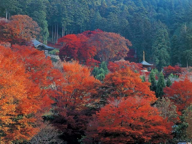 大阪北部で必ず行きたい ガイド編集部おすすめの紅葉 新緑の名所スポット まっぷるトラベルガイド