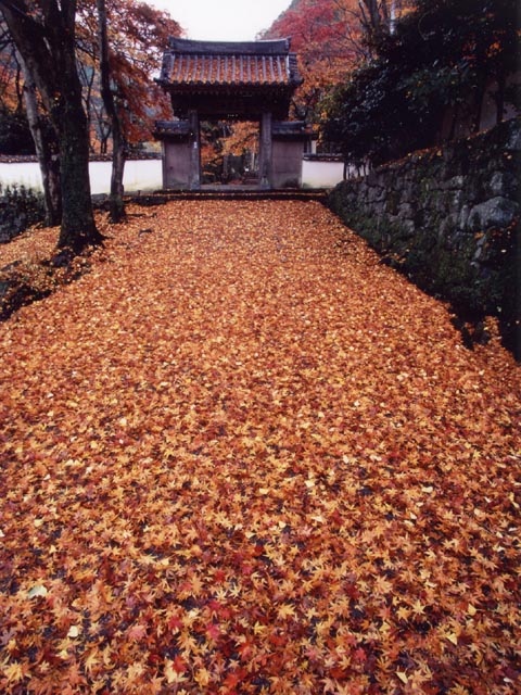 岸和田 和泉で必ず行きたい ガイド編集部おすすめの紅葉 新緑の名所スポット まっぷるトラベルガイド