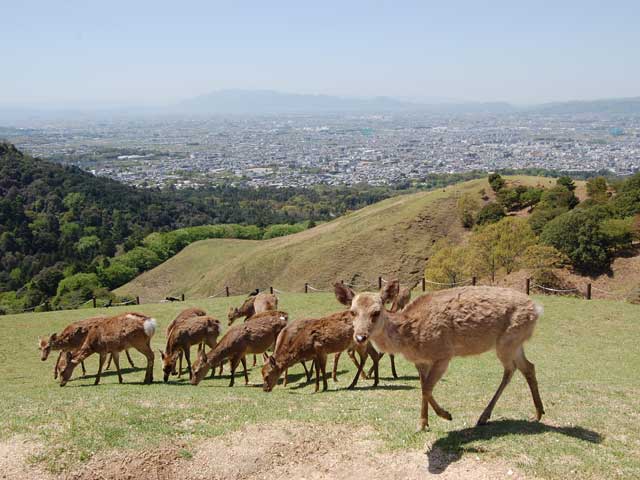 奈良奥山ドライブウェイの営業時間 場所 地図等の情報 まっぷるトラベルガイド