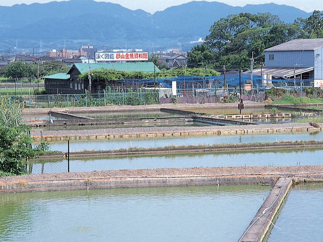 郡山金魚資料館の営業時間 場所 地図等の情報 まっぷるトラベルガイド