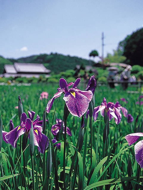 奈良で必ず行きたい ガイド編集部おすすめのその他花の名所スポット まっぷるトラベルガイド