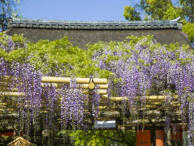 春日大社の藤の営業時間 場所 地図等の情報 まっぷるトラベルガイド