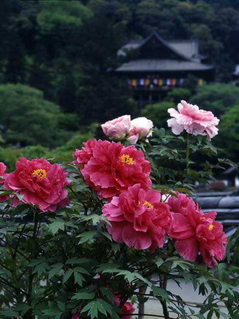 奈良で必ず行きたい ガイド編集部おすすめのその他花の名所スポット まっぷるトラベルガイド