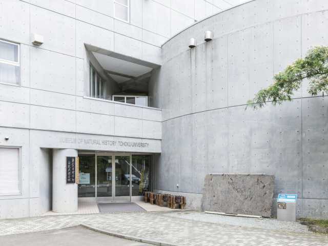 東北大学理学部自然史標本館 ー 世界中の化石 岩石 鉱物の展示から地球の構造や歴史を学ぶ 営業時間 場所 地図等の情報 まっぷるトラベルガイド