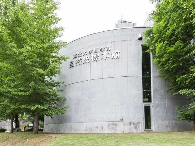 東北大学理学部自然史標本館 ー 世界中の化石 岩石 鉱物の展示から地球の構造や歴史を学ぶ 営業時間 場所 地図等の情報 まっぷるトラベルガイド