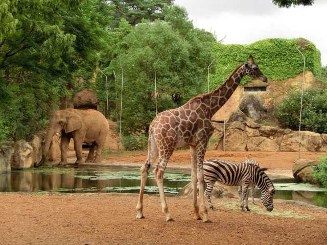 東北で必ず行きたい ガイド編集部おすすめの動物園スポット まっぷるトラベルガイド