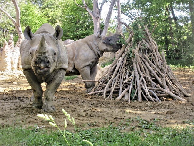 東北で必ず行きたい ガイド編集部おすすめの動物園スポット まっぷるトラベルガイド