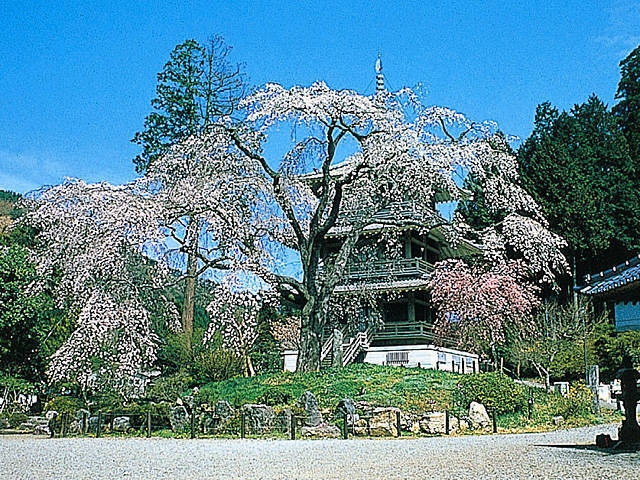 五ヶ瀬で必ず行きたい ガイド編集部おすすめの桜の名所スポット まっぷるトラベルガイド