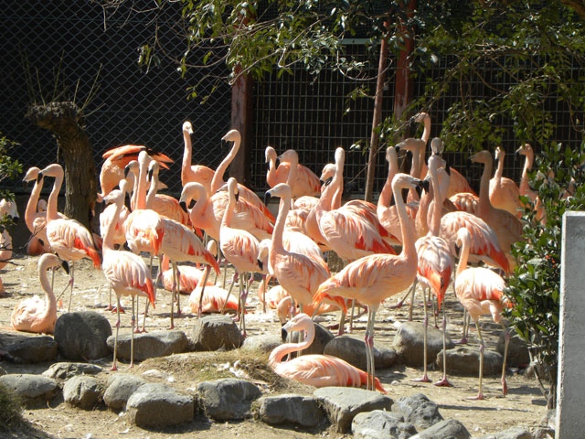 宮崎市フェニックス自然動物園の営業時間 場所 地図等の情報 まっぷるトラベルガイド 宮崎市フェニックス自然動物園の営業時間 場所 地図等の情報 まっぷるトラベルガイド