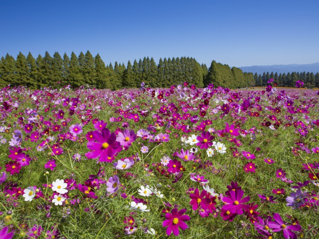 九州 沖縄で必ず行きたい ガイド編集部おすすめの高原スポット まっぷるトラベルガイド