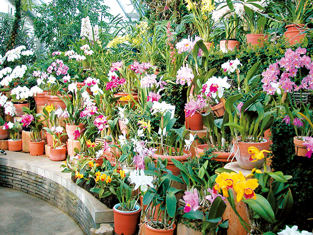 富山県中央植物園 ー 一年中いつでも花咲く植物園 営業時間 場所 地図等の情報 まっぷるトラベルガイド