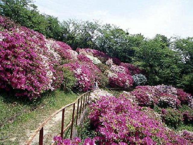 徳山で必ず行きたい ガイド編集部おすすめのその他花の名所スポット まっぷるトラベルガイド