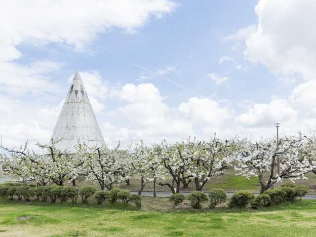 道の駅寒河江 チェリーランド さくらんぼ狩り の営業時間 場所 地図等の情報 まっぷるトラベルガイド