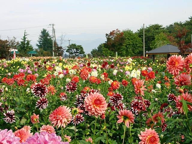 東北で必ず行きたい ガイド編集部おすすめのその他花の名所スポット まっぷるトラベルガイド