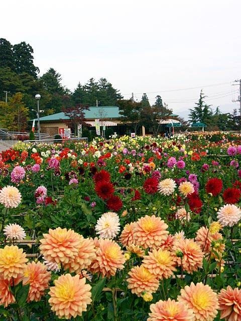 東北で必ず行きたい ガイド編集部おすすめのその他花の名所スポット まっぷるトラベルガイド