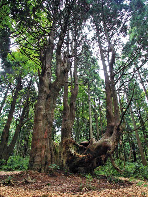 幻想の森の営業時間 場所 地図等の情報 まっぷるトラベルガイド