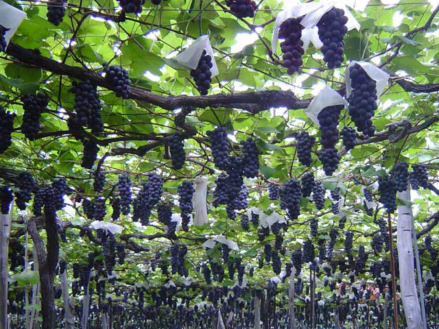まほろば観光果樹園 ー 平地に広がる果樹園 さくらんぼ狩り ぶどう狩りが時間無制限 営業時間 場所 地図等の情報 まっぷるトラベルガイド