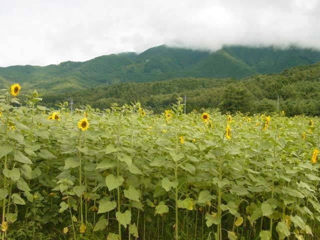 山梨 富士山で必ず行きたい ガイド編集部おすすめのその他花の名所スポット まっぷるトラベルガイド